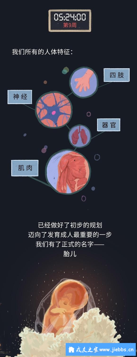 ”怀胎十月的过程中，我们在妈妈体内经历了什么？