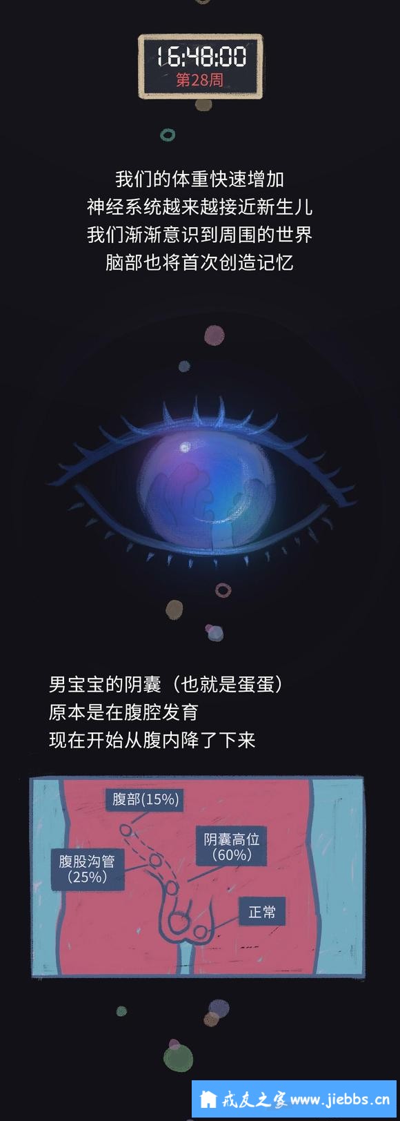 ”怀胎十月的过程中，我们在妈妈体内经历了什么？