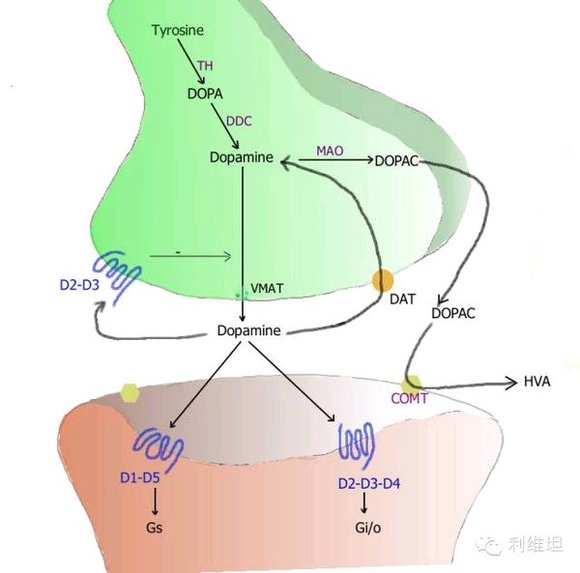 ”成瘾，居然是一种大脑疾病？（转）