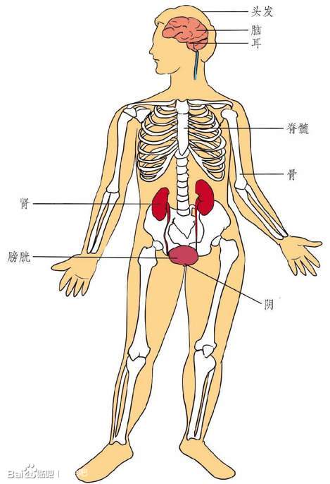 ”【资料分享】何为“肾虚”？“肾”为何物？经典养生书籍大放！！