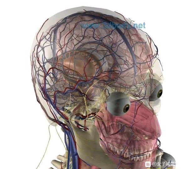 ”不净观——打破邪淫的两种利器之一（转）
