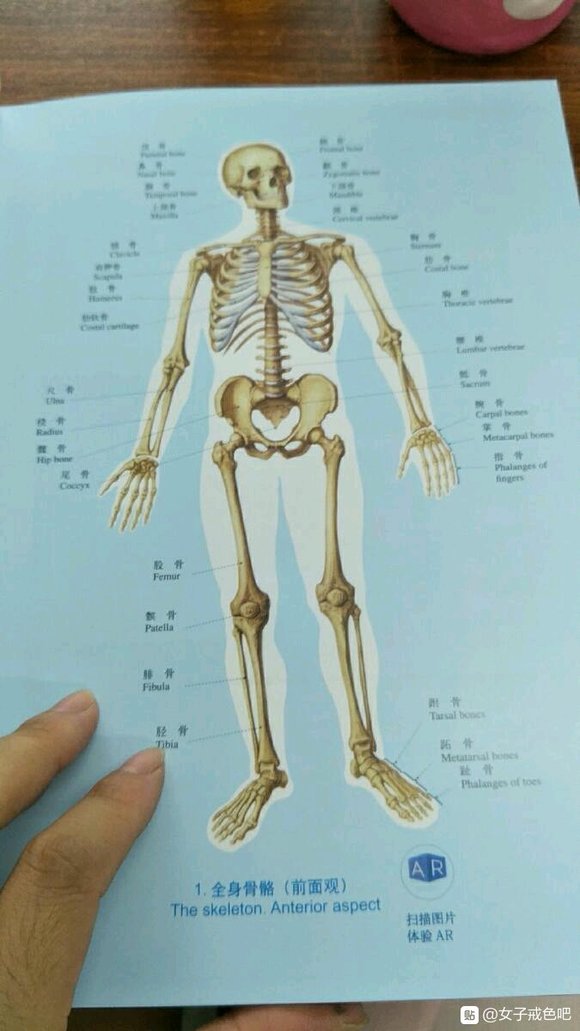 ”不净观——打破邪淫的两种利器之一（转）