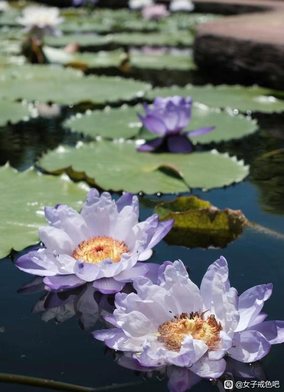 ”戒Xy第13天☀️