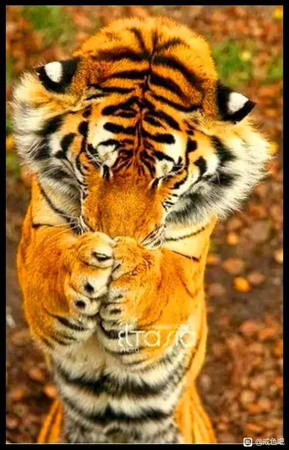 ”我戒14天之后就感觉信心动力不足了，怎么办？