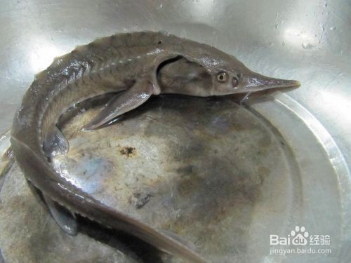 ”放生鱼儿要注意什么