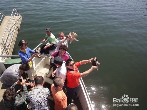 ”放生鱼儿要注意什么