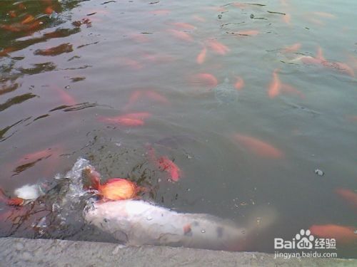 ”放生鱼儿要注意什么