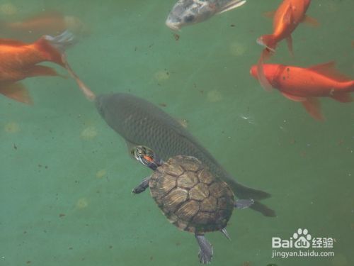 ”放生鱼儿要注意什么