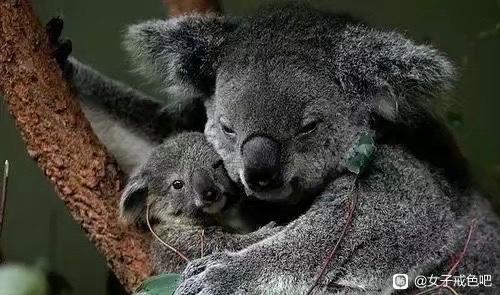 ”素食与不杀——尊重生命的起点，远离战争的深因。