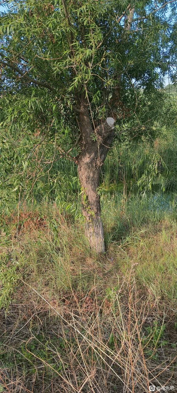 ”关于树疗和戒色