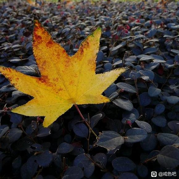 ”简单说下《火神诀苍茫泪涯·二》