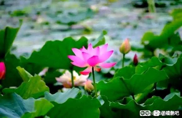 ”……感恩父母的养育之恩，感恩亲人朋友的陪伴，感恩列祖列宗的护佑