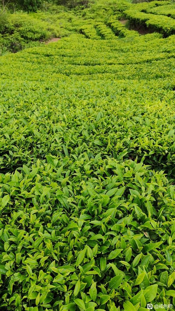 ”戒色123天，喝中药2个多月，真的能感受到身体在快速恢复