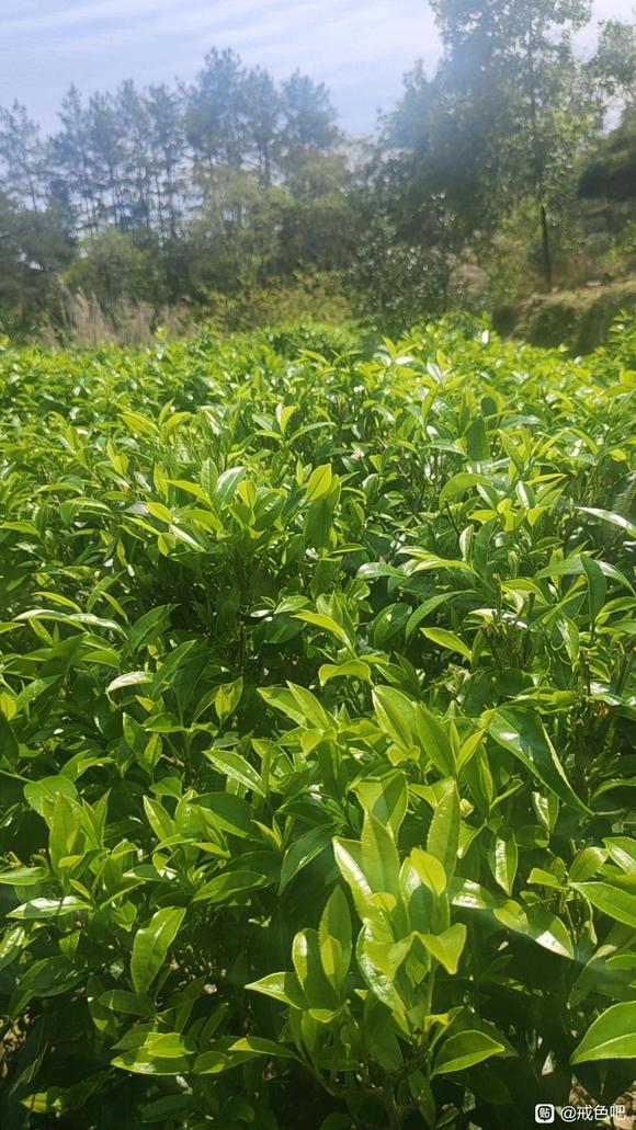 ”禁欲第61天。