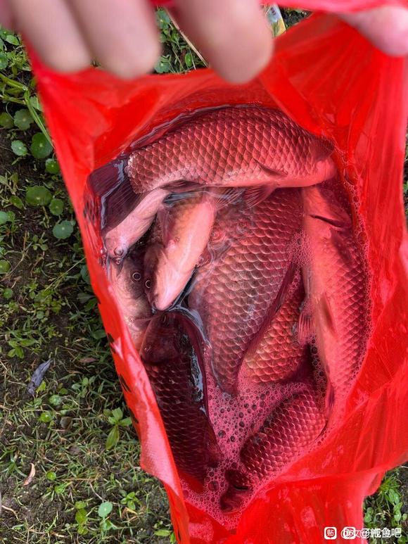 ”放生行善增加正能量