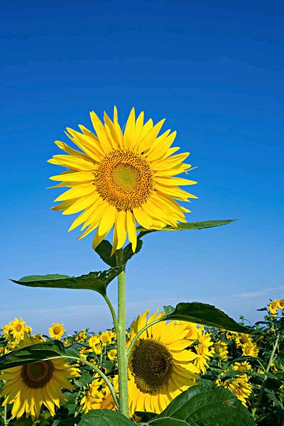 ”把异性当亲人看待