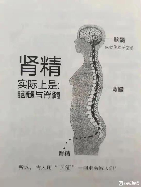 ”【戒色心得】肾精和脑脊液联通