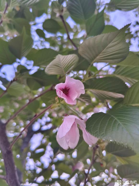 ”成功来之不易，更新珍惜现在