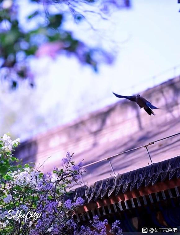 ”你的生命如此珍贵———任何时候，不可轻生。