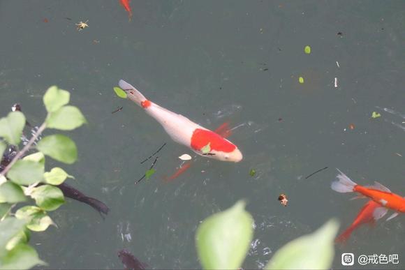 ”重新打卡第九天