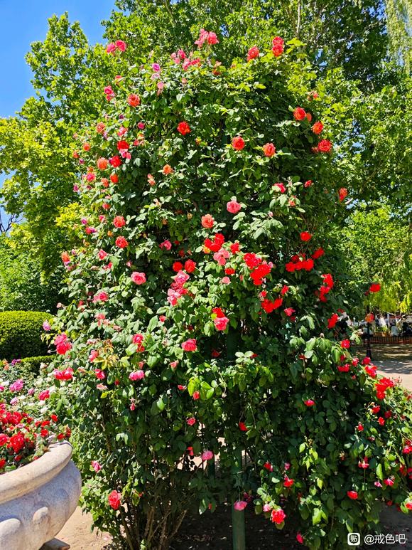 ”小弟关注本吧好多年了，分享一下成功感受