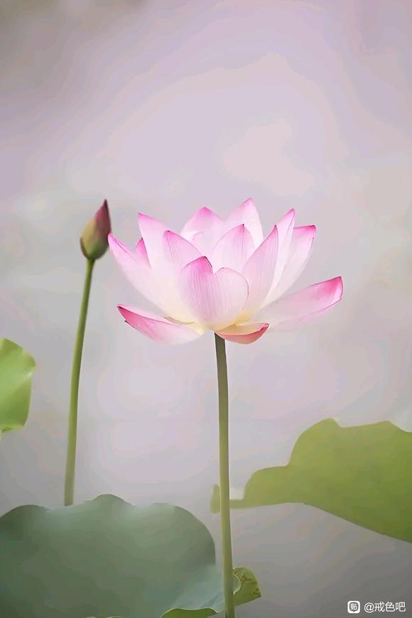 ”生活健康##戒色认识色的危害#