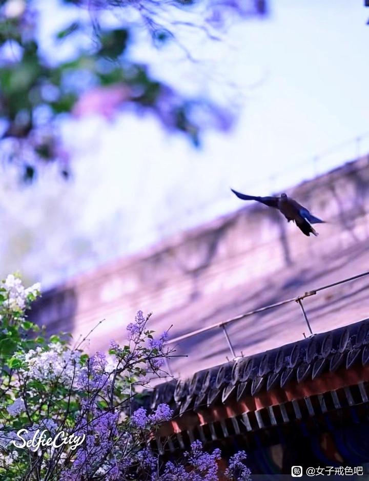 ”分享：你的生命如此珍贵———任何时候，不可轻生。