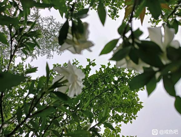 ”救急！来个人陪我聊天