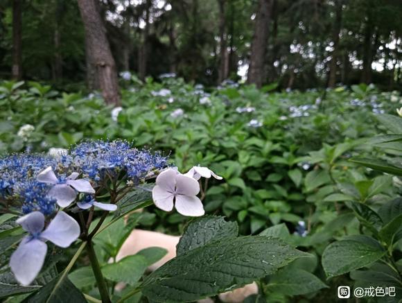 ”救急！来个人陪我聊天
