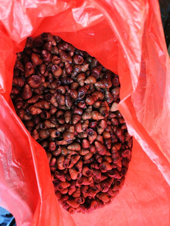 ”珠海周末放生，草鱼，鲤鱼，泥鳅，两个人，多亏有增氧设备。感谢