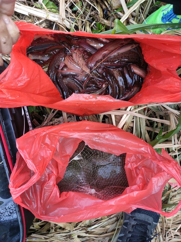 ”珠海周末放生，草鱼，鲤鱼，泥鳅，两个人，多亏有增氧设备。感谢