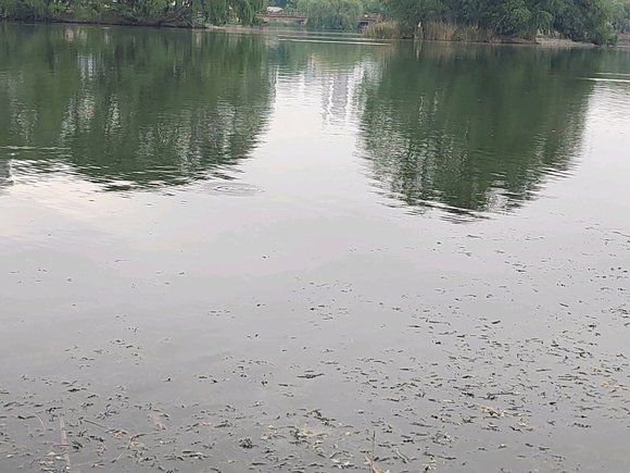 ”第一次放生，希望可以坚持下去！