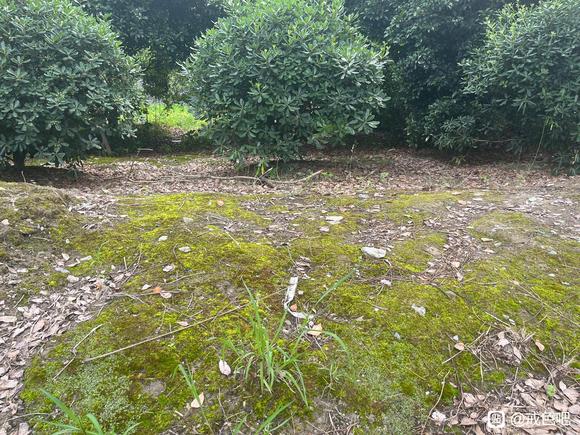 ”端午溜达在小树林，顺便保护下环境