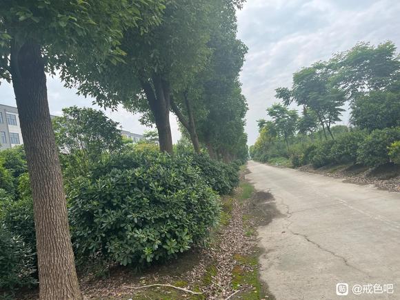 ”端午溜达在小树林，顺便保护下环境